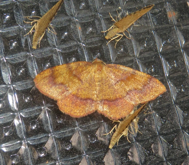 Plagodis pulveraria - szemcsés araszoló