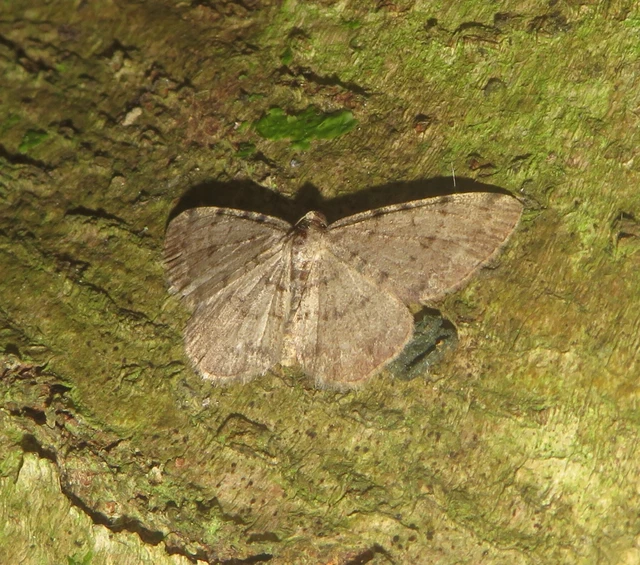 Aethalura punctulata - szürke égeraraszoló