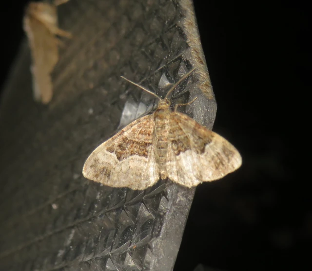 Xanthorhoe biriviata - kétsávos tarkaaraszoló