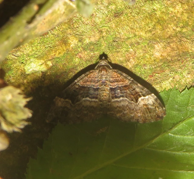 Xanthorhoe biriviata - kétsávos tarkaaraszoló