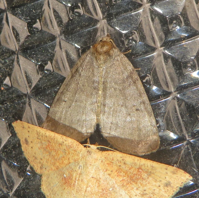 Ochropacha duplaris - égerlevél-pihésszövő