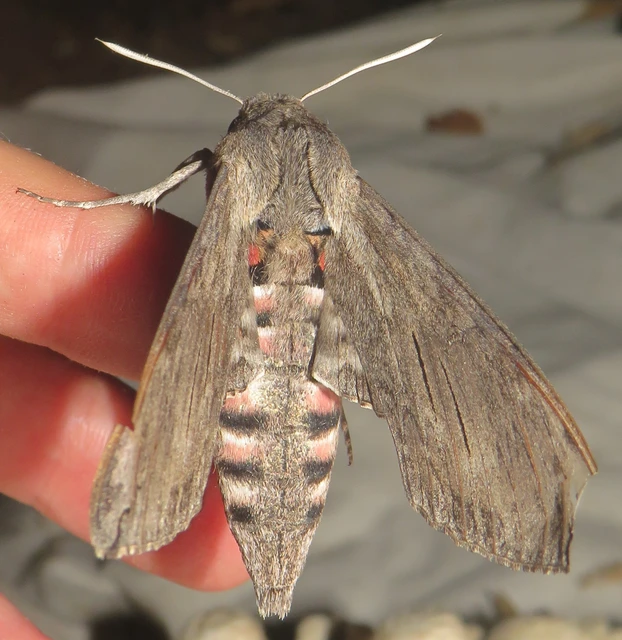 Agrius convolvuli - szulákszender