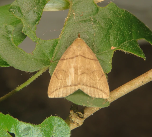 Herminia grisealis - ligeti karcsúbagoly