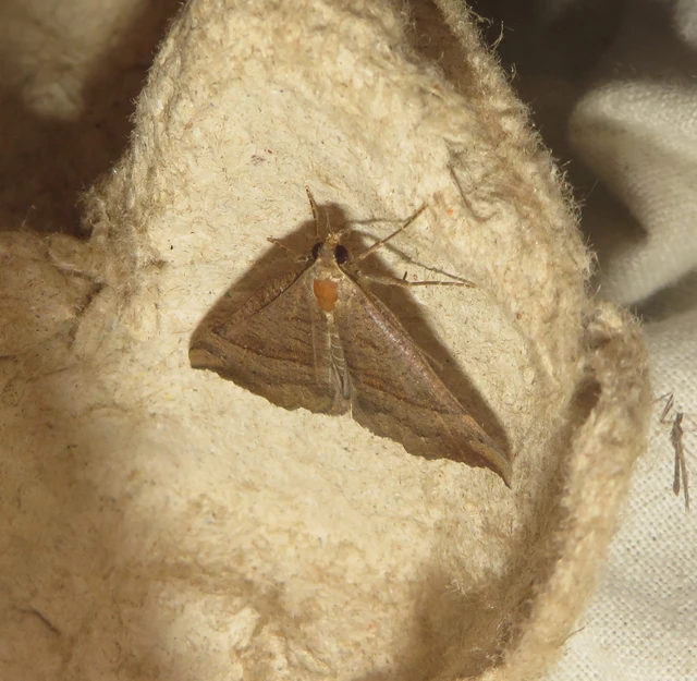 Hypena proboscidalis - ormányos karcsúbagoly
