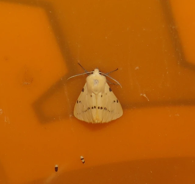 Spilarctia lutea - sárgás medvelepke