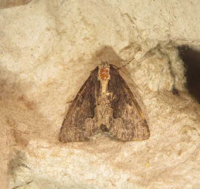 Dypterygia scabriuscula - szurokbarna nyáribagoly