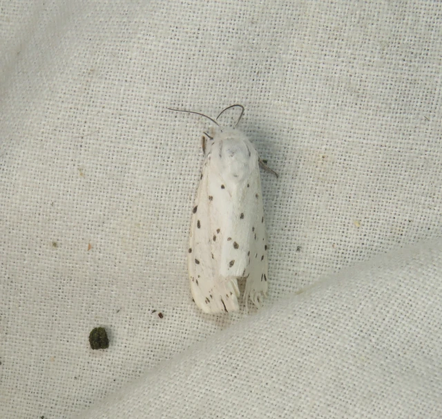 Spilosoma lubricipedum - tejszínű medvelepke