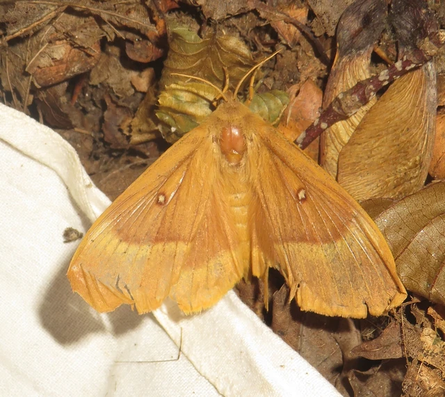Lasiocampa quercus - tölgyfaszövő