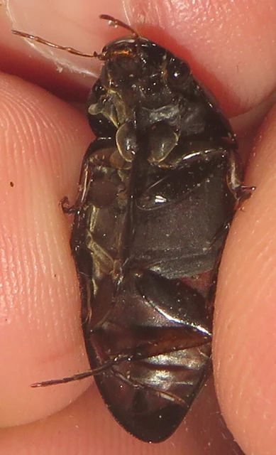 Hydrochara caraboides - kis csibor
