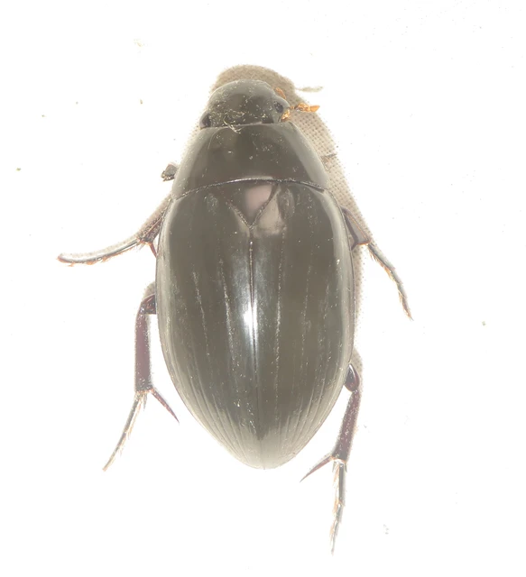 Hydrophilus aterrimus - fekete óriáscsibor