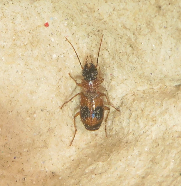 Badister unipustulatus - nagy posványfutonc