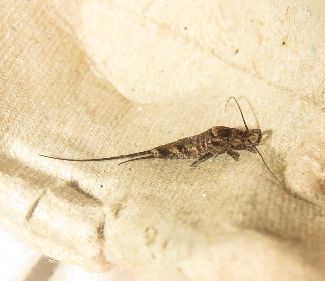 Archaeognatha - Ugróősrovarok