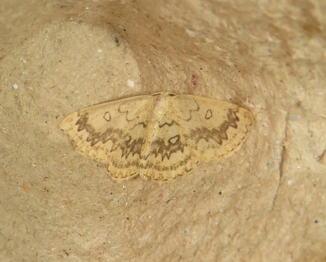 Cyclophora annularia - gyűrűs pettyesaraszoló