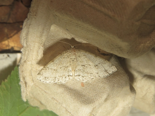 Ectropis crepuscularia - avararaszoló