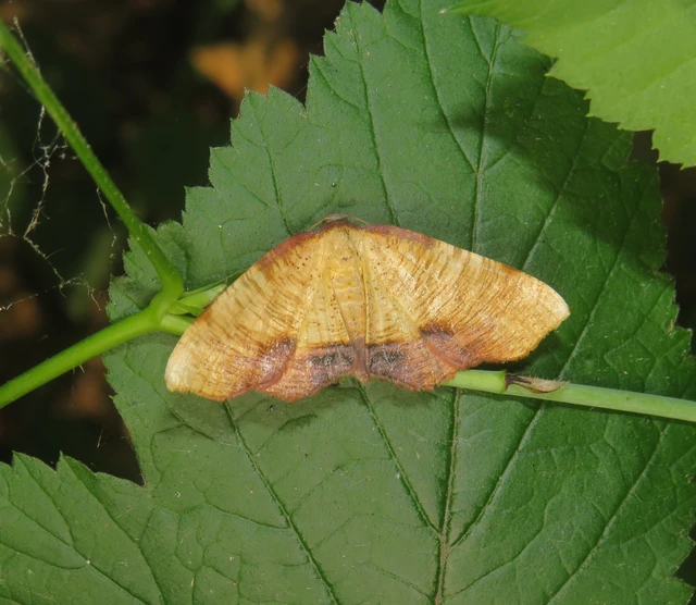 Plagodis dolabraria - baltaszárnyú araszoló