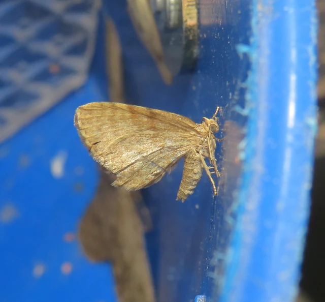 Euchoeca nebulata - barnás égeraraszoló