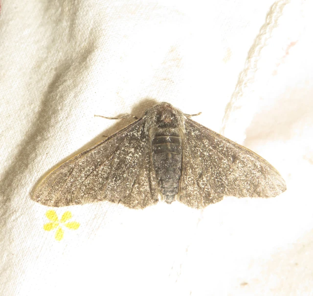 Biston betularia - szürkepettyes araszoló