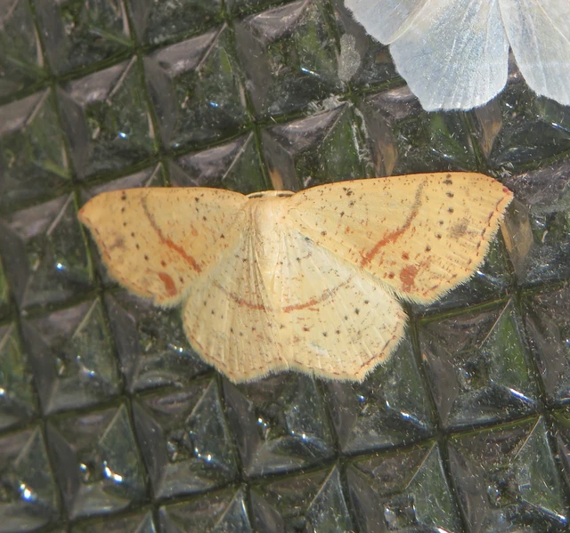 Cyclophora punctaria - sávos pettyesaraszoló