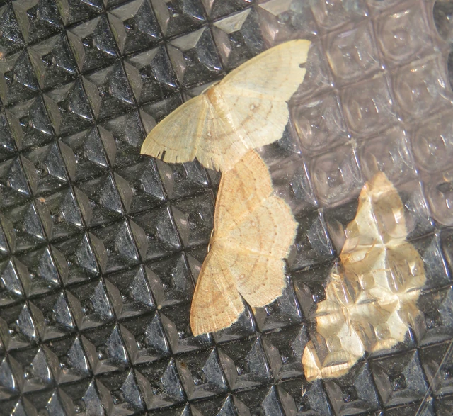 Cyclophora linearia - vonalas pettyesaraszoló