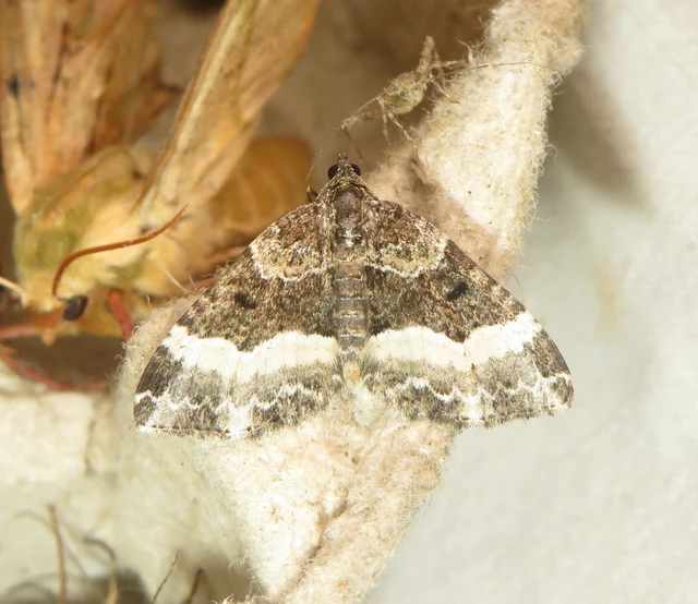 Euphyia unangulata - fogassávú tarkaaraszoló