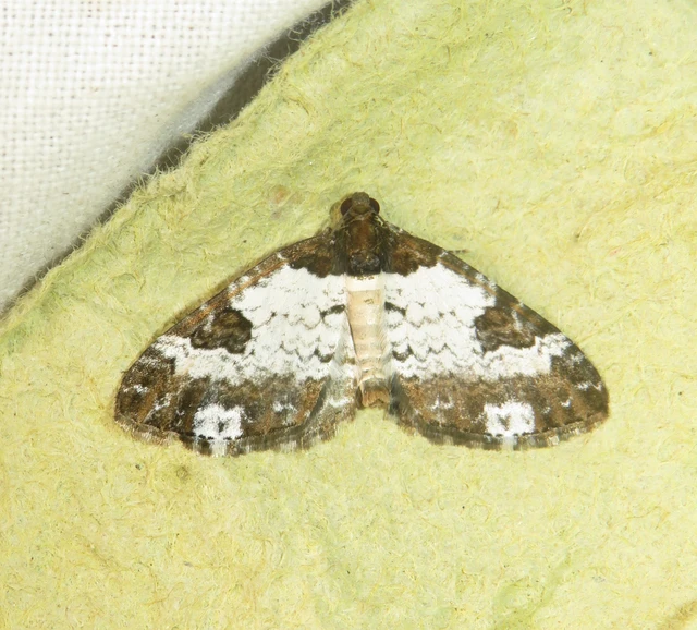 Melanthia procellata - hullámos tarkaaraszoló