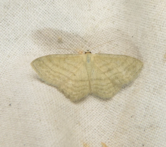Scopula virgulata - vesszős sávosaraszoló