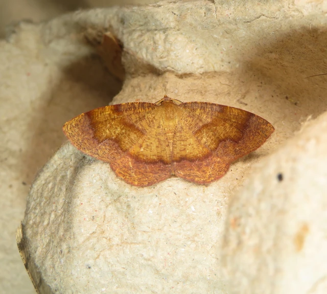 Plagodis pulveraria - szemcsés araszoló