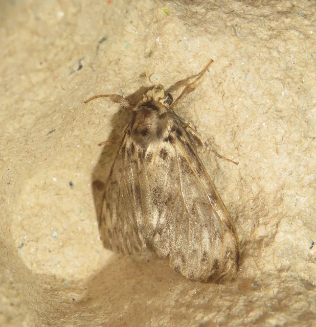 Lymantria monacha - apácalepke