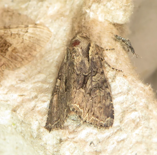 Lacanobia thalassina - borbolya-kertibagoly