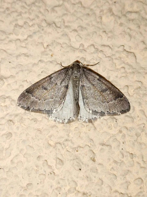 Theria rupicapraria - tavaszi kökényaraszoló