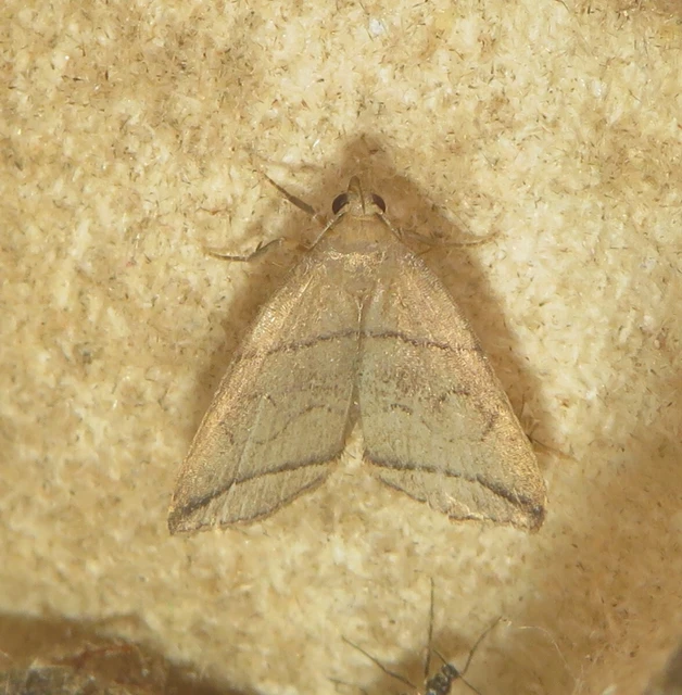 Herminia grisealis - ligeti karcsúbagoly