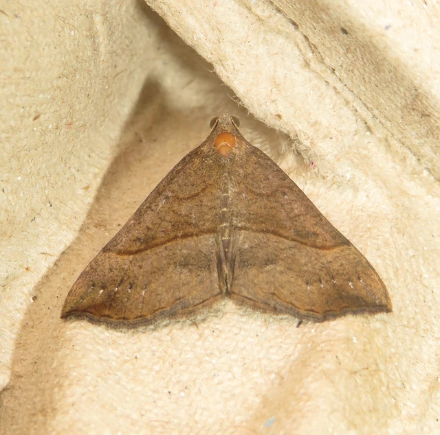 Hypena proboscidalis - ormányos karcsúbagoly