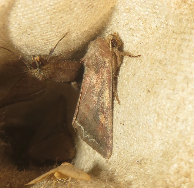 Lacanobia oleracea - saláta-kertibagoly