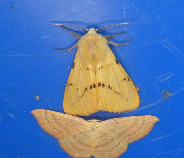 Spilarctia lutea - sárgás medvelepke