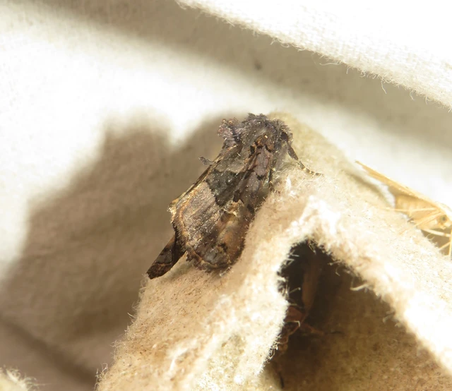 Euplexia lucipara - szeder-csipkésbagoly