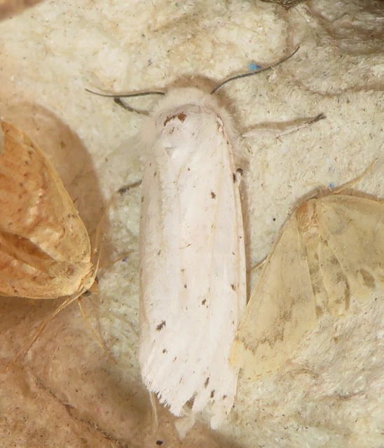 Spilosoma lubricipedum/urticae