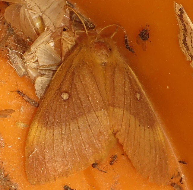 Lasiocampa quercus - tölgyfaszövő