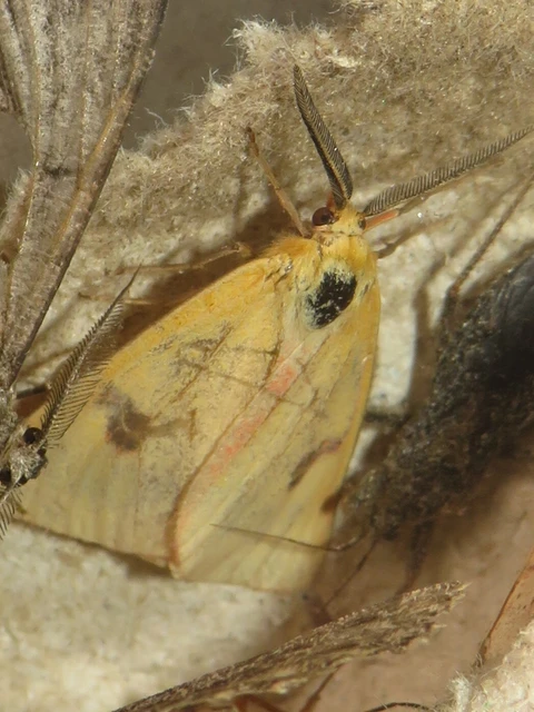 Diacrisia sannio - vörösszélű medvelepke