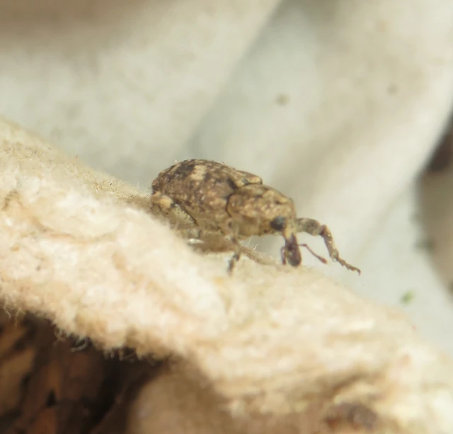 Gasterocercus depressirostris - laposorrú ormányos