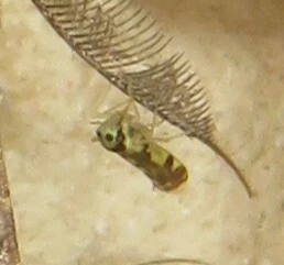 Eupteryx