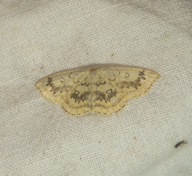 Cyclophora annularia - gyűrűs pettyesaraszoló