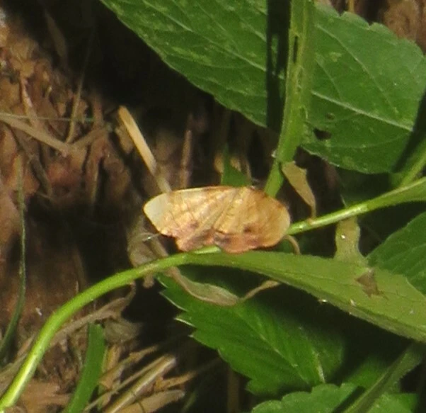 Plagodis dolabraria - baltaszárnyú araszoló