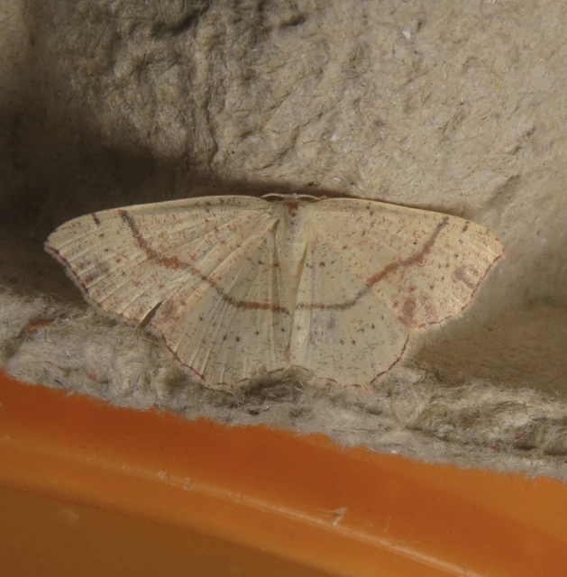 Cyclophora punctaria - sávos pettyesaraszoló