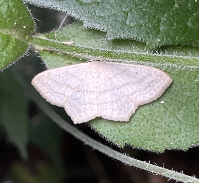 Scopula corrivalaria - lápi apróaraszoló