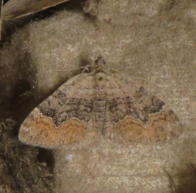 Xanthorhoe quadrifasiata - négysávos tarkaaraszoló