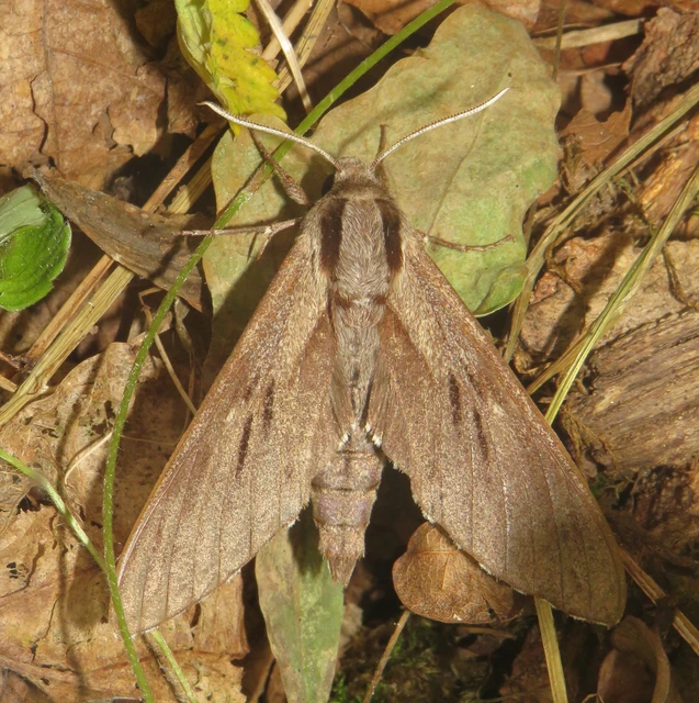 Hyloicus pinastri - fenyőszender
