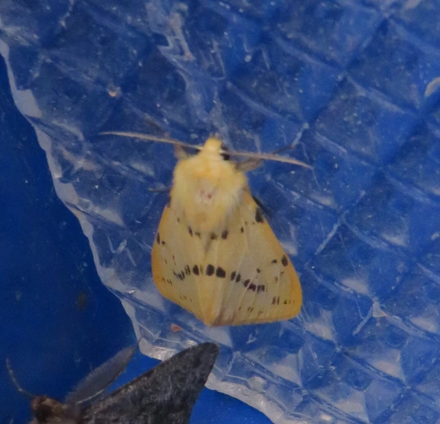 Spilarctia lutea - sárgás medvelepke