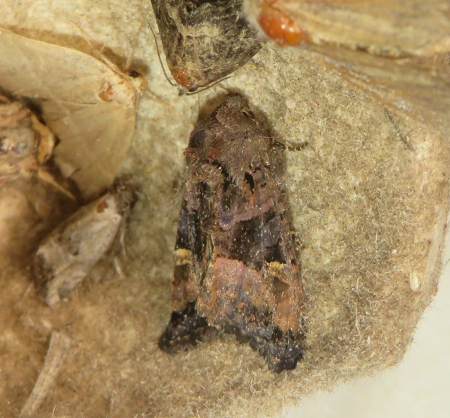 Euplexia lucipara - szeder-csipkésbagoly