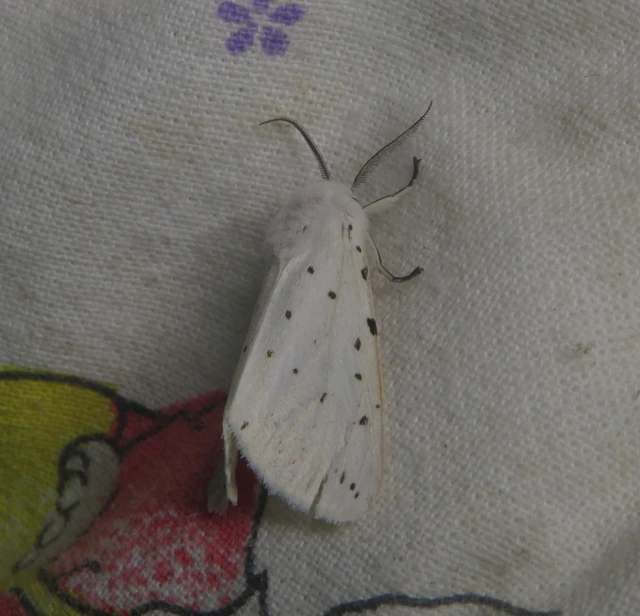 Spilosoma lubricipedum - tejszínű medvelepke
