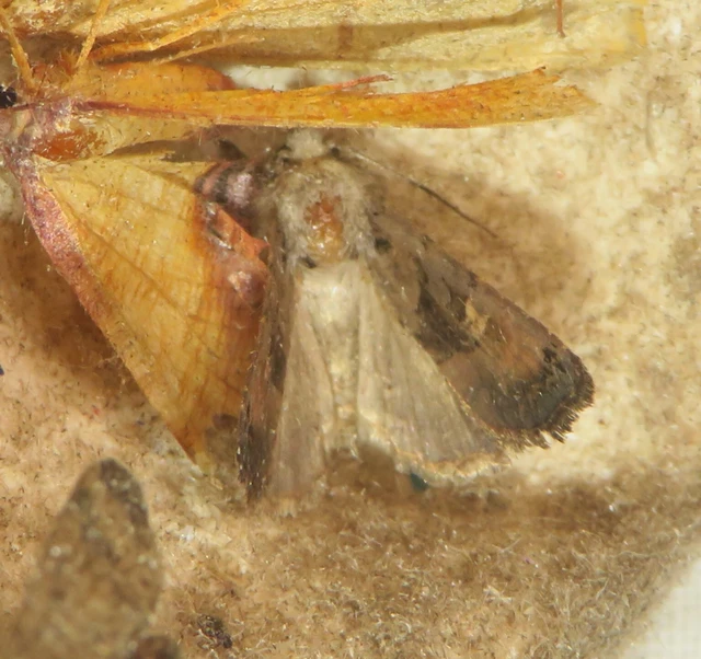 Euplexia lucipara - szeder-csipkésbagoly
